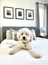 Load image into Gallery viewer, Arz Jaj Photo Series